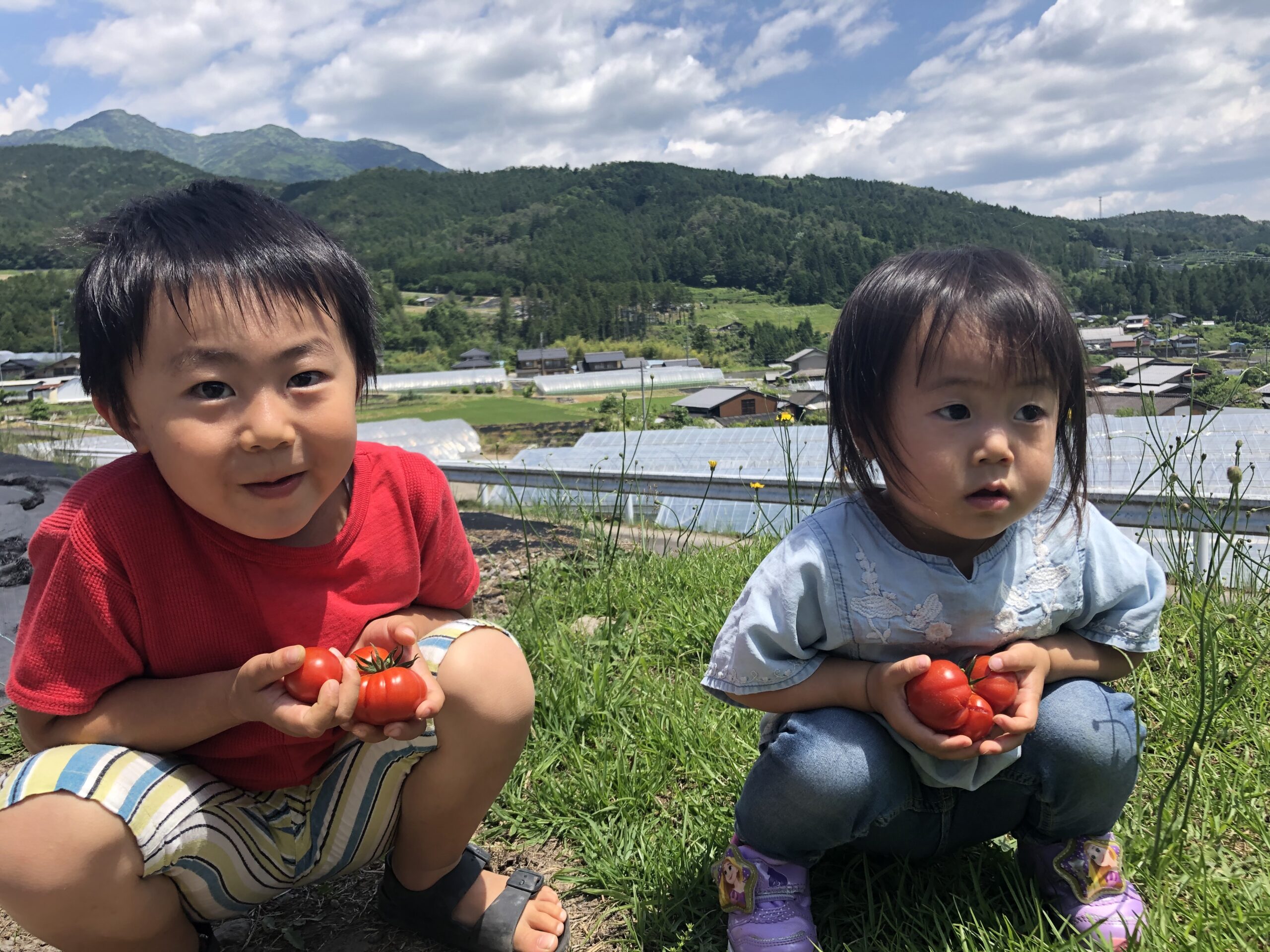 トマト畑の様子
