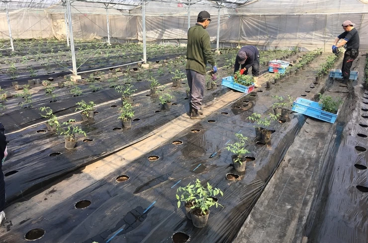 トマト狩り体験